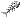 Fish Bones
